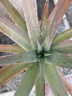 Aloe Vera Plant 