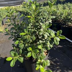Spectacular 7-gallon Green Island plants, 24 inches tall