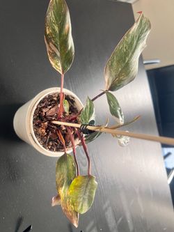 Philodendron Pink Princess MARBLE GALAXY Indoor Plant