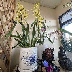 Tiger Brew Oncidium Orchid With Ceramic Pot
