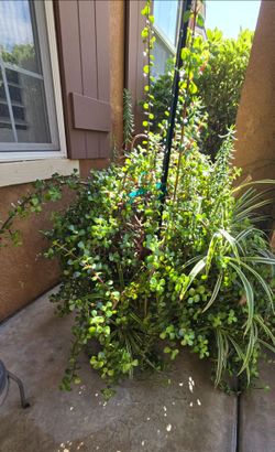 Jade Plant and etc