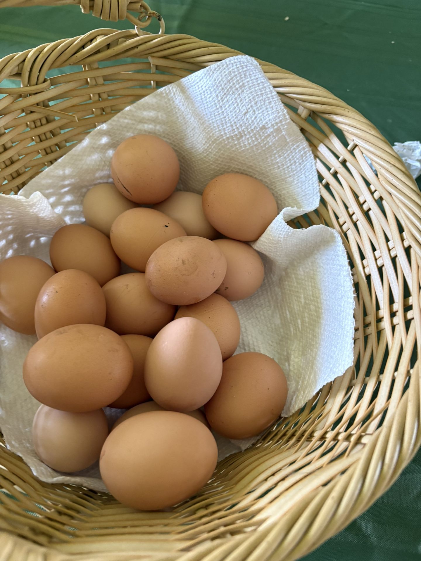 Fresh eggs