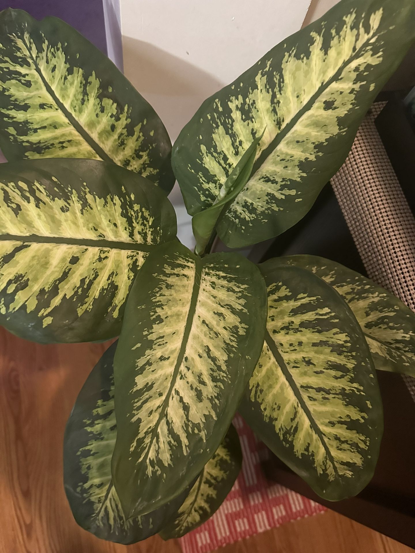 Beautiful Healthy Plant With A Stand Just Pick Up