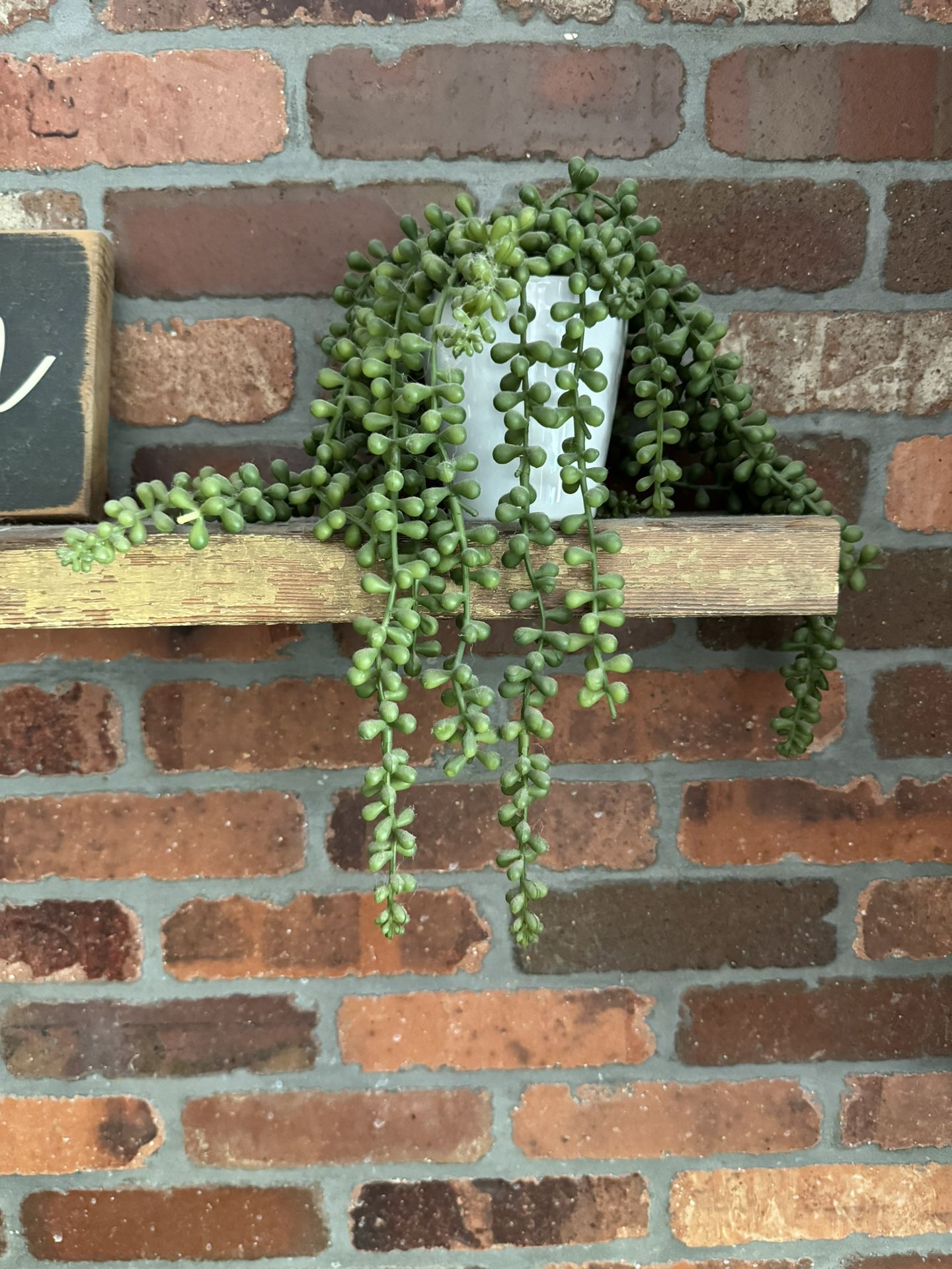 West Elm Fake String Of Pearls Plant