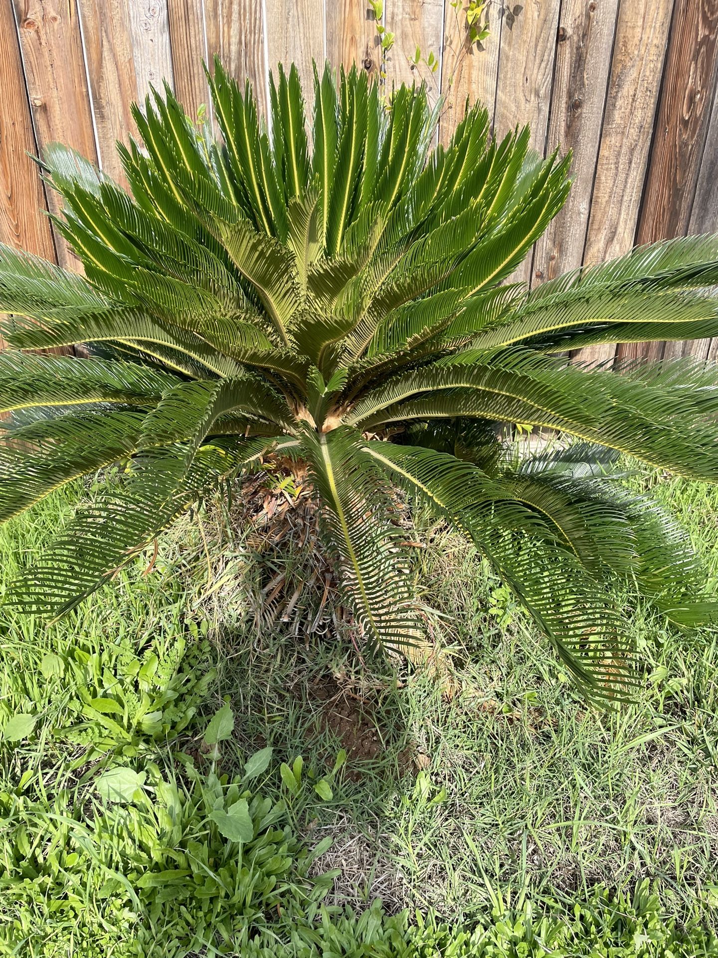 Sago Palm Tree for Sale in San Gabriel, CA OfferUp