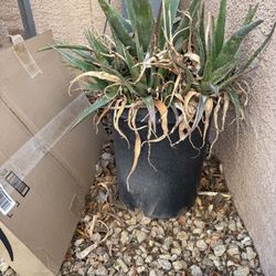 Large Pots Of Aloe Plants. 