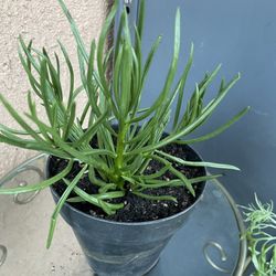 HERMOSAS PLANTAS NATURALES “SENECIA PLANT 