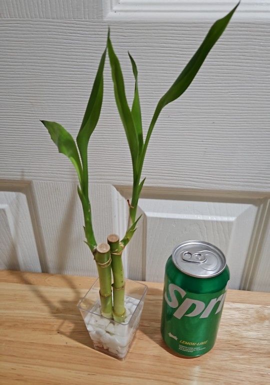 Bamboo plant