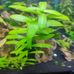 Hygrophila