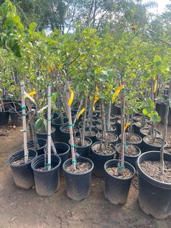 5 Gallon Size- Apple Trees- Avocado Trees- Fig Trees- Guava Trees- Plum Trees- Pomegranate Trees- Nectarine Trees- Fig Trees- Loquat Trees