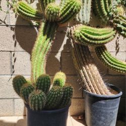 FREE ** Cactus Euphorbia Succulents