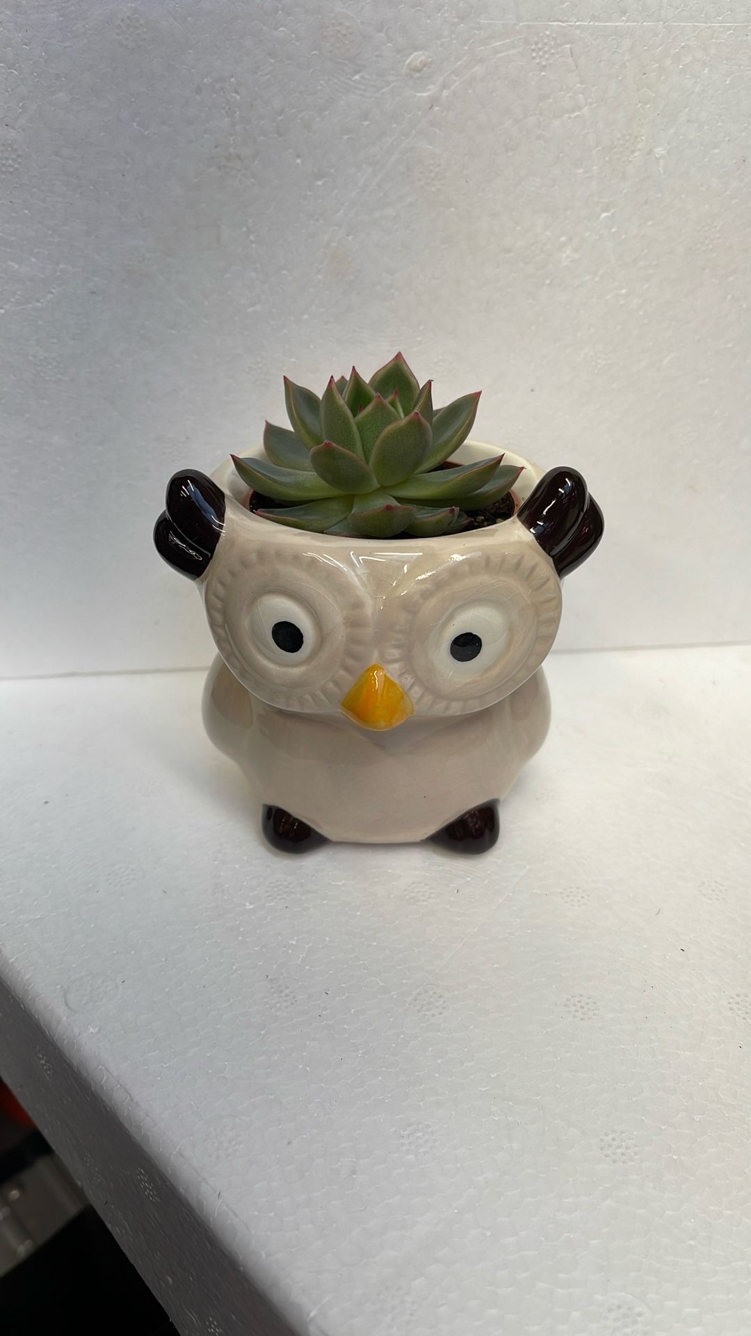 Cute Succulent Echeveria House Plant In Ceramic Pot 3.5"H.