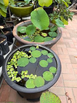 Lotus seedling plant - sacred lotus (Nelumbo nucifera)