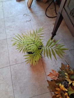 Plants