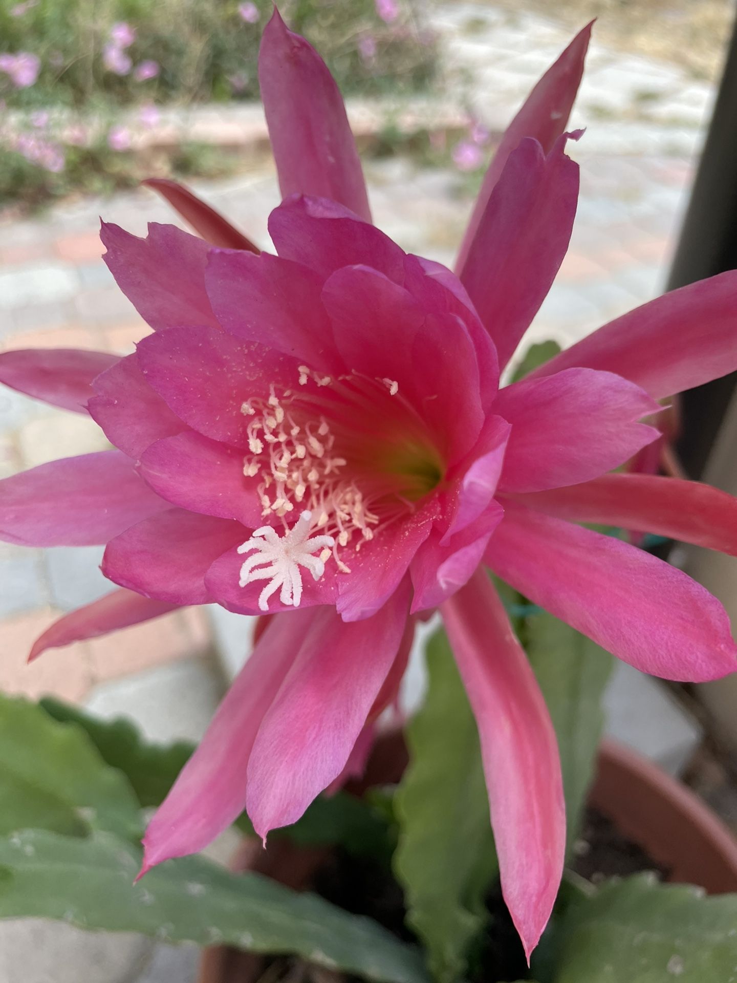 Epiphyllum Orchid Stem Cutting Pink And Dark Pink With Stripes
