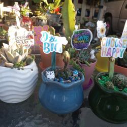 Succulents And Cactus 