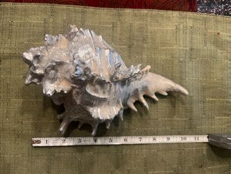 Painted Silver Sea Shell Art Display Item