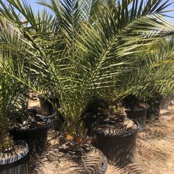 Canary Date Palm Tree 25g