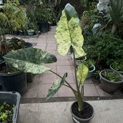 Variegated Elephant Ear