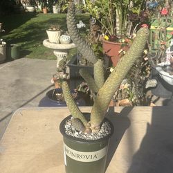 Tephrocatus mide mas de un pie