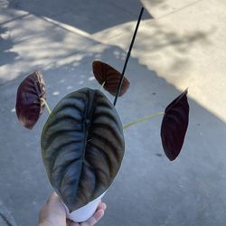 4” alocasia cuprea