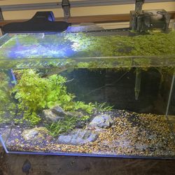 Water box 16 Gallon Aquascape Planted Aquarium Comes as pictured with Aquascape 