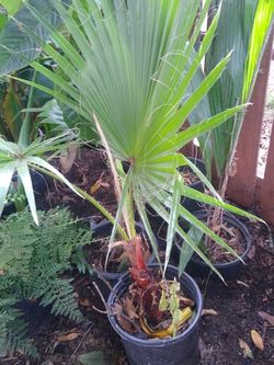 Fan Palm