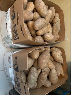 Bake potatoes (giants).$20 per box