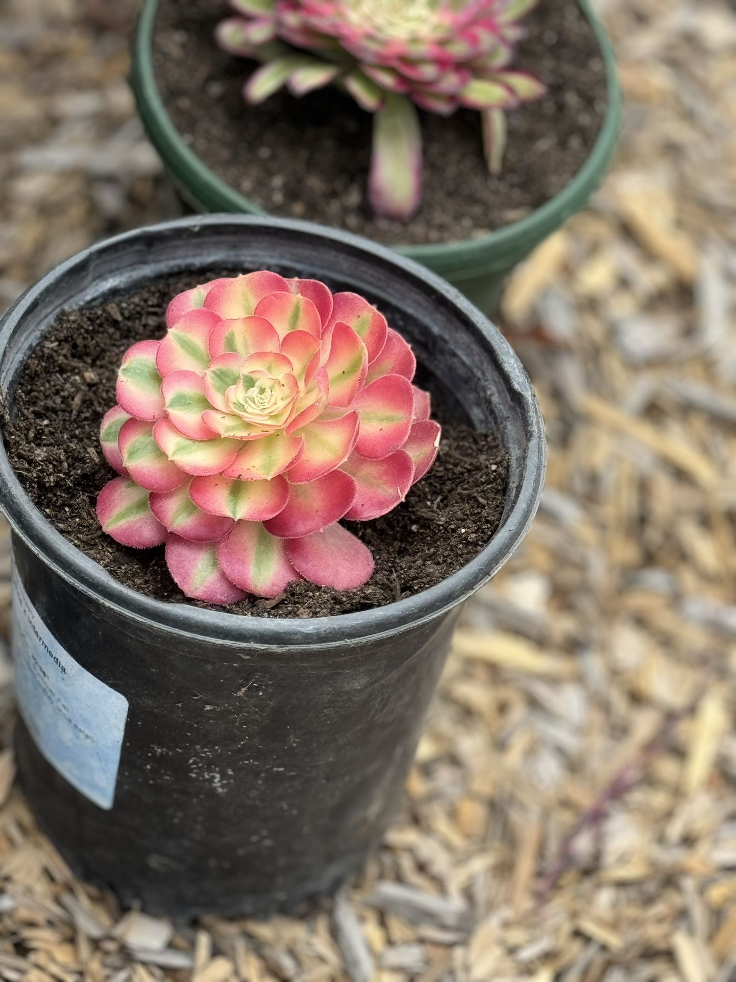 Rare Korean Succulents $40 Each