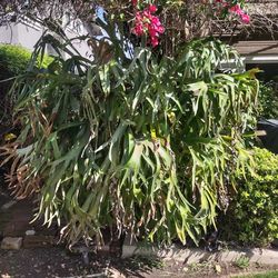 XXL Hanging Staghorn Fern With About 30 Plants