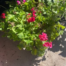 Winter Annual Plants