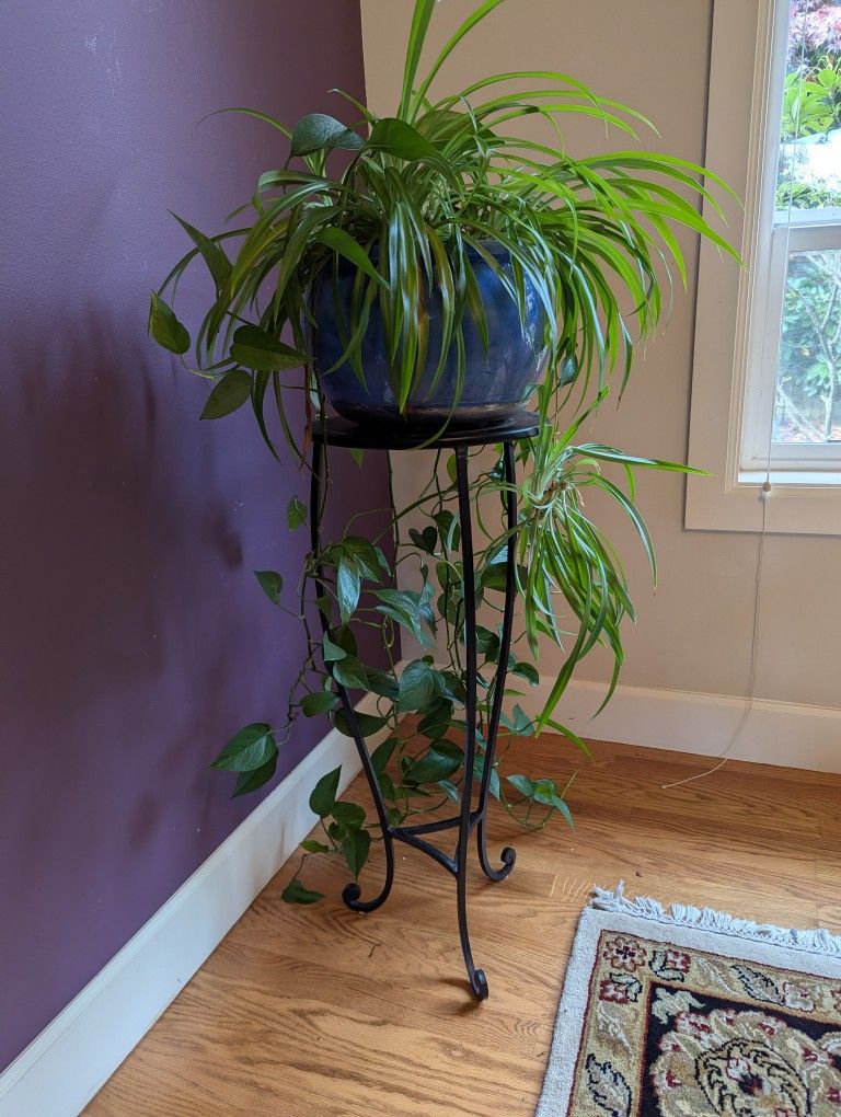 Spider Plant & Ivy Combo In Blue Ceramic Pot With Metal Stand