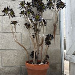 Succulents in terracotta clay pot (included )