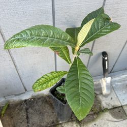 Big Jim Loquat Seedling Fruit Tree