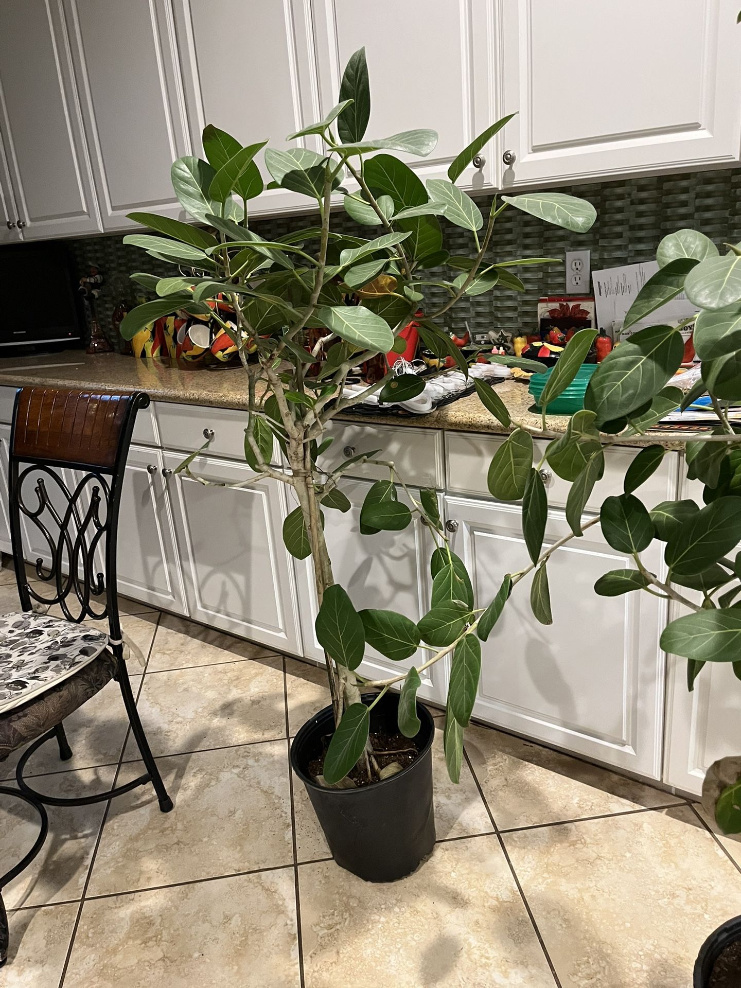$150  Have 4 Fiddle fig Trees  5  1/2  Tall 3 Yr Old With A 2  1/2 “ Wide Base