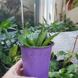 Plants Garden Patio Home Decor Accessories 