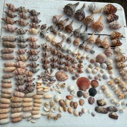Florid Shells Assorted 