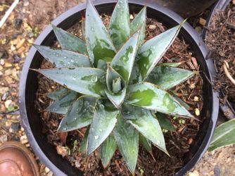🌵 DROUGHT TOLERANT PLANTS- LOW-WATER BEAUTY THAT LASTS! 🌿