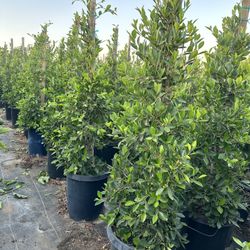 Indian Laurel Columns, Ficus nitida ‘Columns’ , Ficus tree, shade or Hedge and privacy 15gal Size