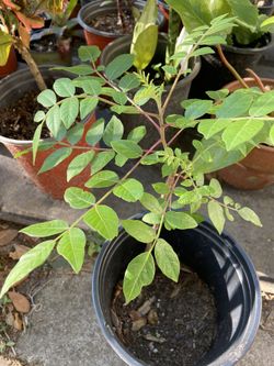 Plants Galore! For Your Florida Garden