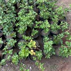 Thornless BlackBerry Plants