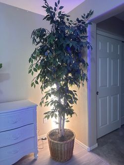 Large Artificial Ficus Tree in Wicker Basket – About 7 ft, Birch Trunks