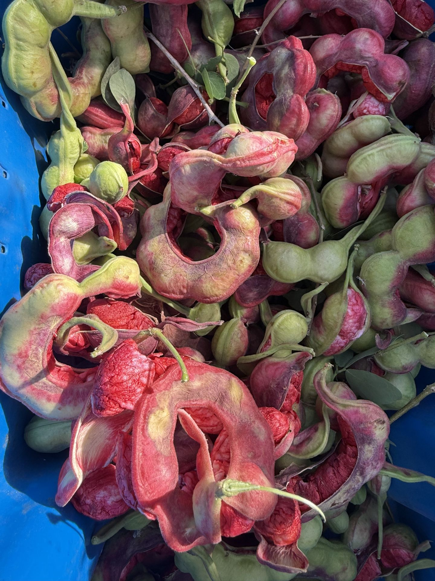 Guamuchiles