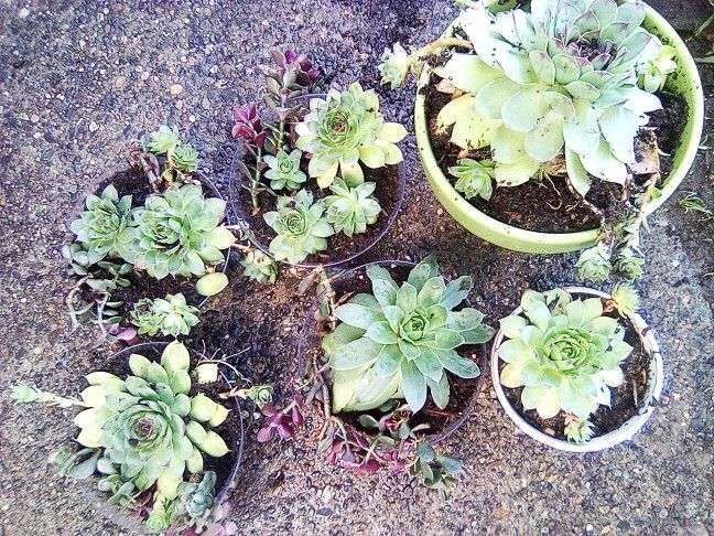 Beautiful Combination Jade And Succulent Plants