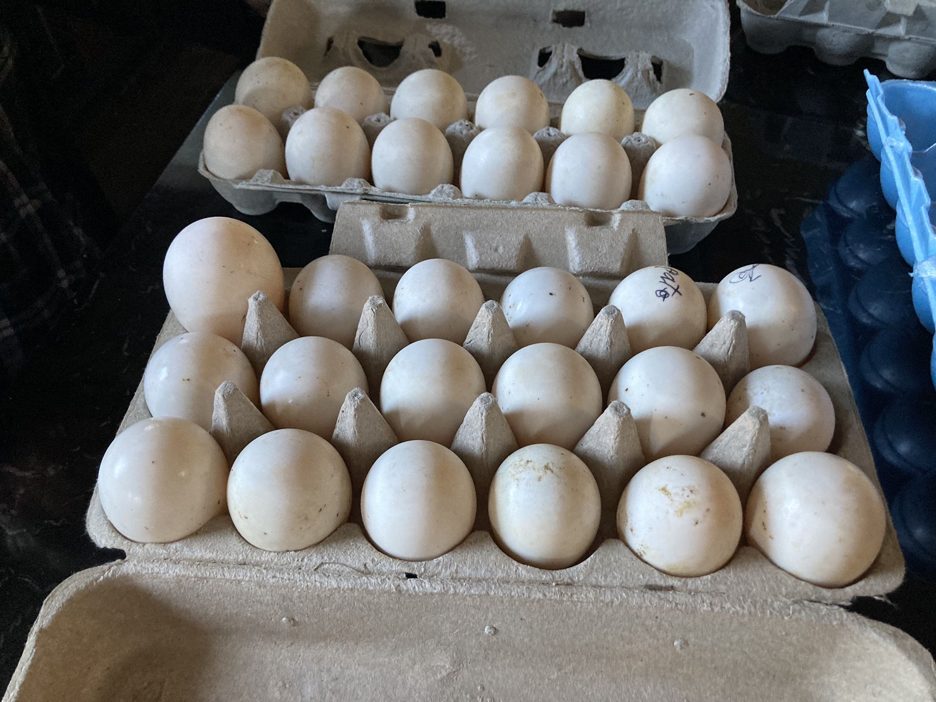 Duck Eggs