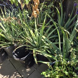 Aloe Vera Plants. 10 Gal. , 15gal. (Size) 