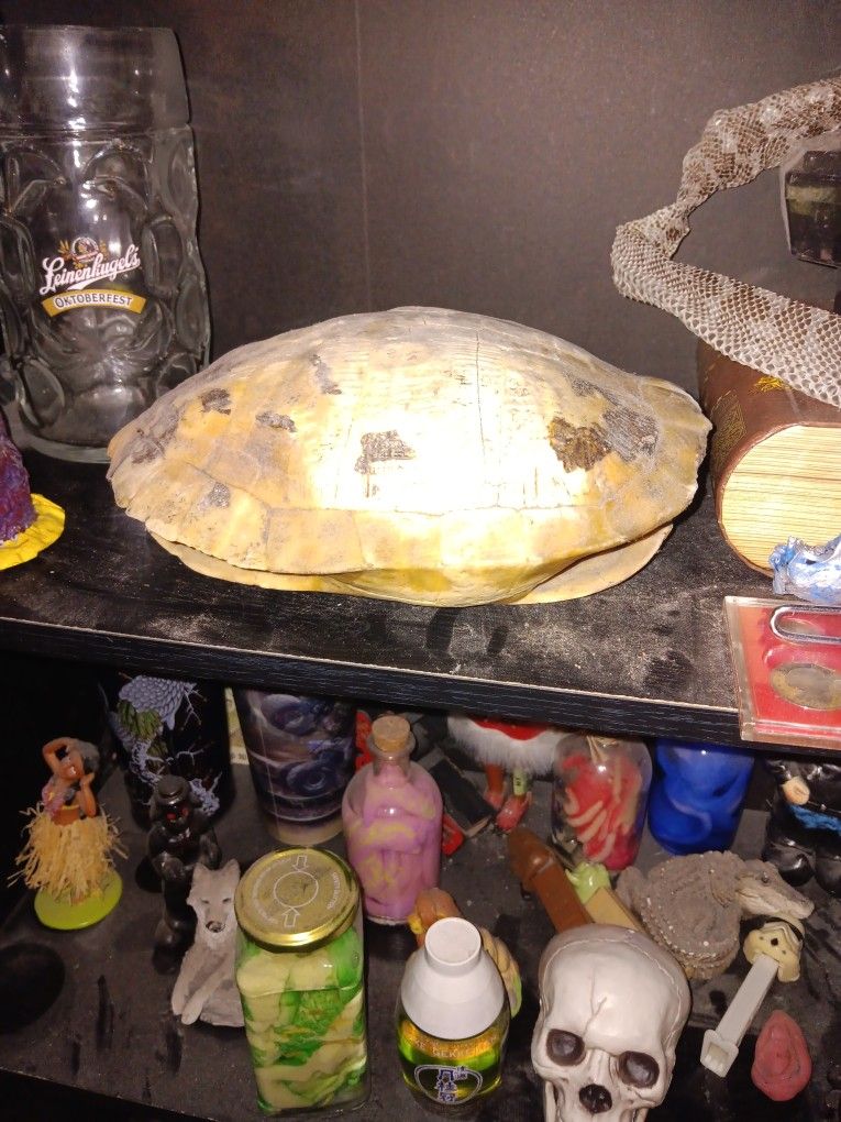 Turtle Shell