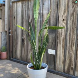 Indoor Mother-in-Law Or Snake Plant