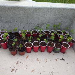 🌺 Hibiscus Sabdariffa (Roselle) Seedlings for Sale! 🌿