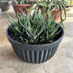 Succulent Zebra Plant
